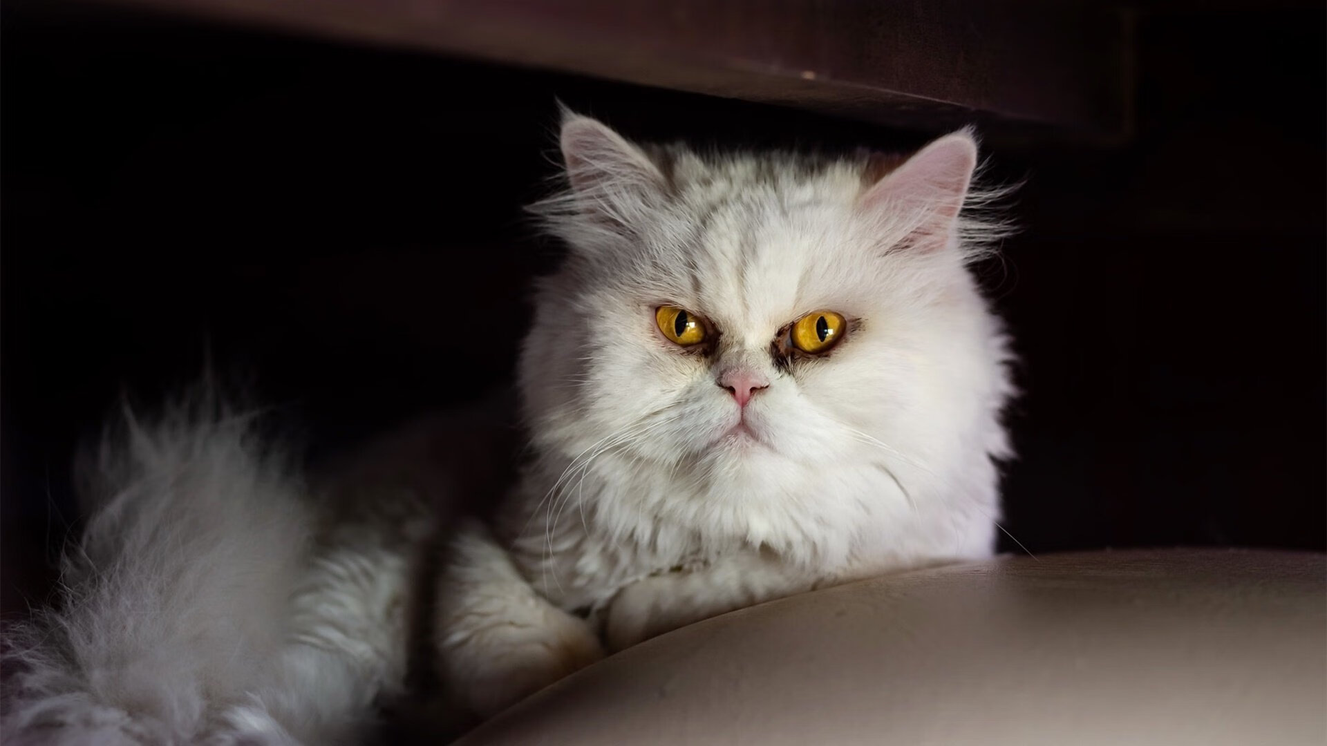 伤病困扰成意甲最大难题，球队排兵布阵需谨慎，意甲球队阵容